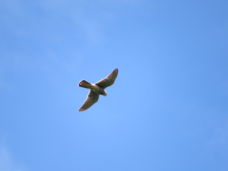 b0104861_20261835.jpg