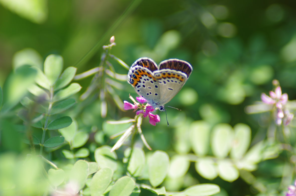 秋の花にチョウ_b0301570_893856.jpg