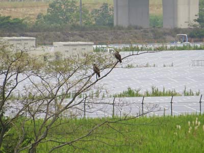 \'１４年９月木曽岬干拓野鳥生息調査_f0160773_15402087.jpg