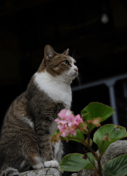e0064375_16351066.gif