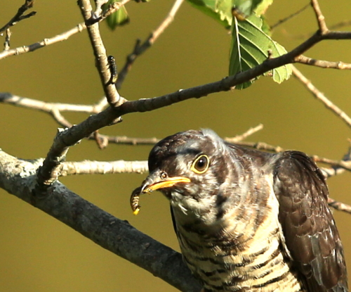 カッコウ幼鳥vol.2_d0262476_534049.jpg