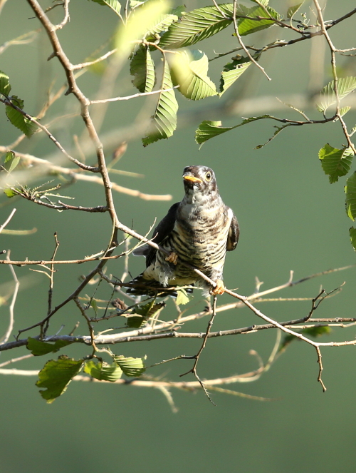 カッコウ幼鳥vol.2_d0262476_53595.jpg