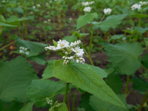 蕎麦の花が開花しました_c0332682_19003203.jpg