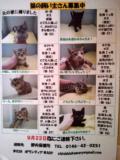 静内保健所で子猫7匹が里親を待っています 9月22日 月 まで ねこや食堂日記 静内保健所で子猫7匹が里親を待っています 9月22日 月 まで ねこや食堂日記