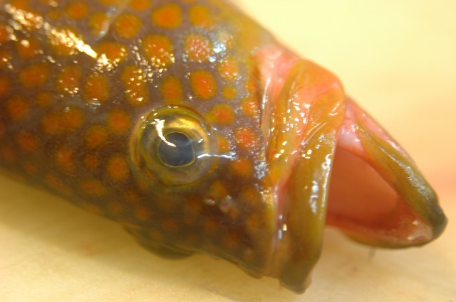 アコ 魚と海が好き 美味しく食べよう 明石の魚 嵜 saki アコ 魚と海が好き 美味しく食べよう 明石の魚 嵜 saki