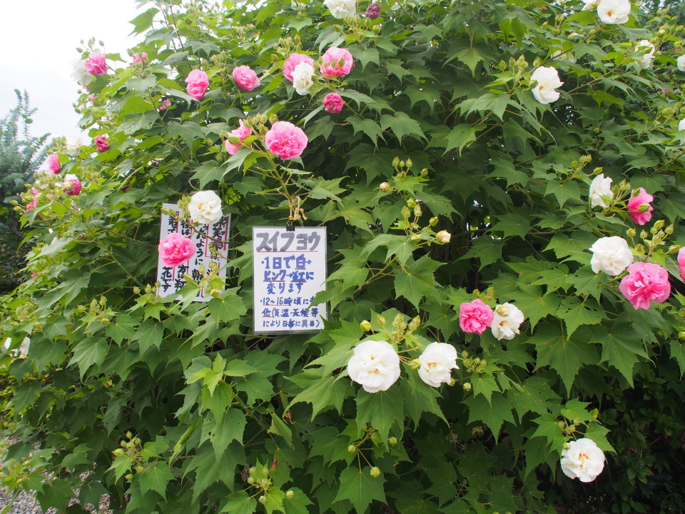 酔芙蓉/黄･白･赤のヒガンバナ咲き乱れる円照寺@加古川志方へ 往復44km 2014/09/20 曇 単独_c0134193_23093235.jpg