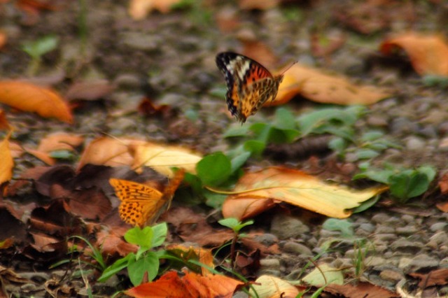 ツマグロ♀に恋したミドリ♂　9/19　（2014）_d0313296_23135241.jpg