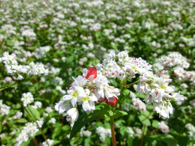 タチアカネ 蕎麦の花 実まつり 小県郡青木村 四季の信濃路 タチアカネ 蕎麦の花 実まつり 小県郡青木村 四季の信濃路