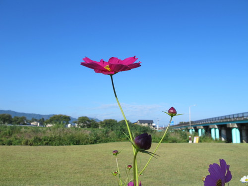 風に揺らぐ花・コスモスを愛でる散歩（３）　２０１４．９．２１_c0075701_11152219.jpg