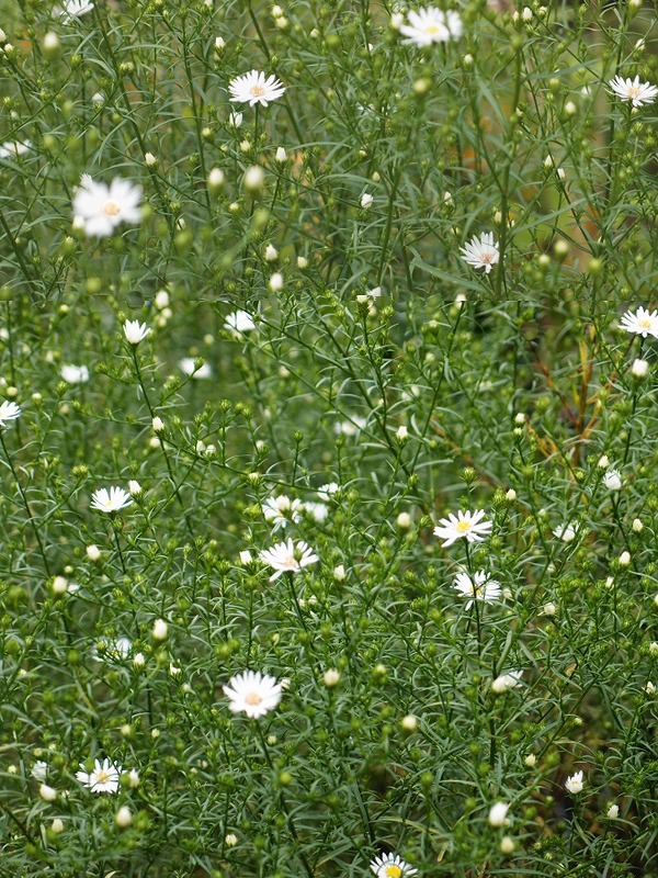e0039703_16552469.jpg