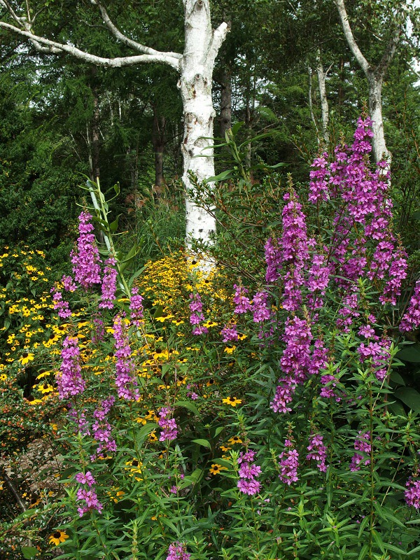 e0039703_16554235.jpg