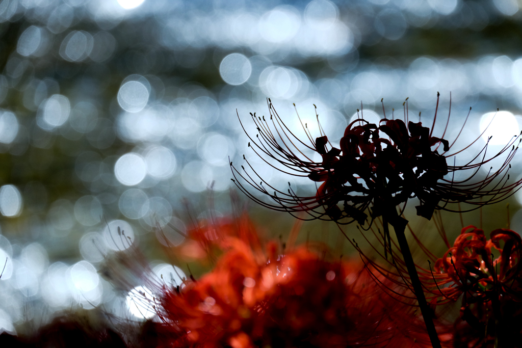 b0237408_1744577.jpg