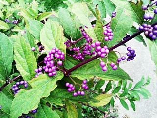 e0098908_1529458.jpg