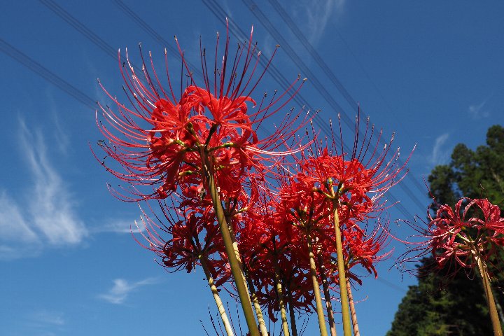 a0268412_21443676.jpg