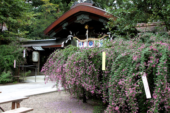 梨木神社 萩まつり_e0048413_18302411.jpg