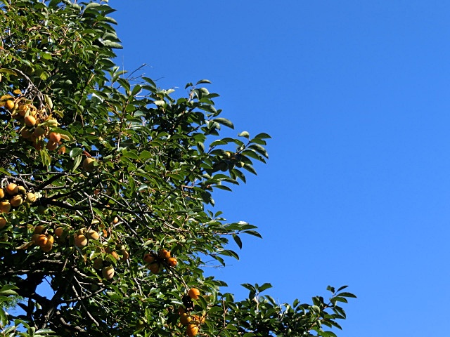 e0234924_848587.jpg