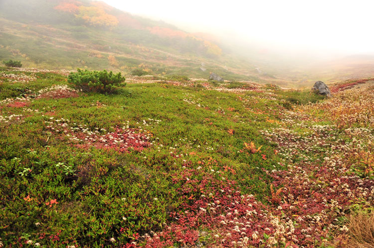 日本一早い紅葉④_f0116528_20192917.jpg