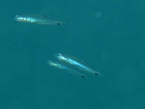 2014年9月21日(日・晴れのち曇り)甲浦_d0164831_15472620.jpg
