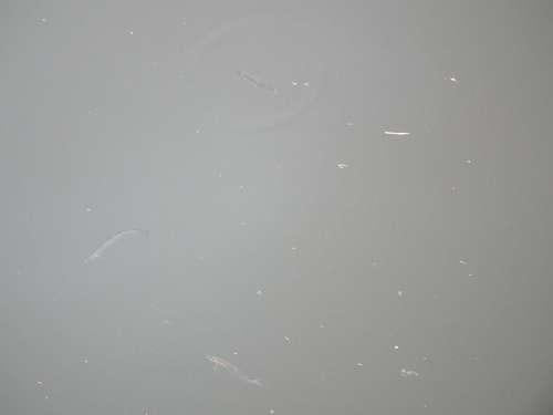 c0185132_19394658.jpg