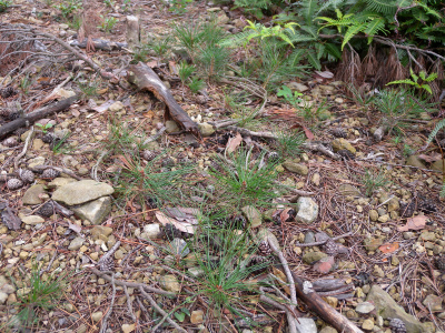 e0272335_2050167.jpg