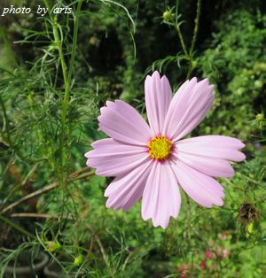 我が家の秋のお花２♪_f0295238_21544022.jpg