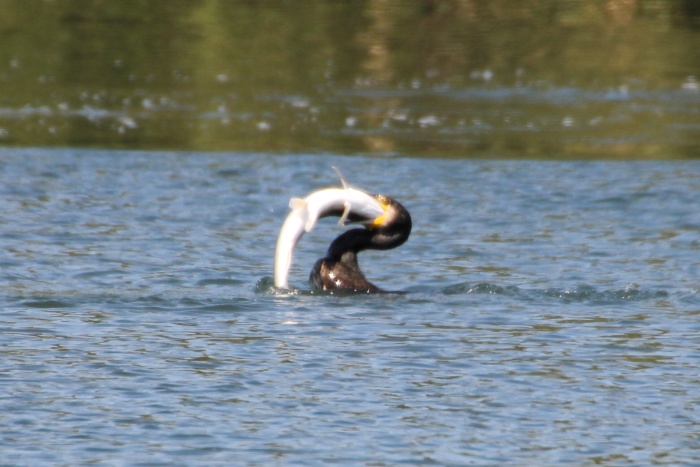c0269342_15411506.jpg