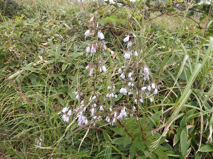 天山　秋の草花咲きはじめる_a0206345_17414876.jpg