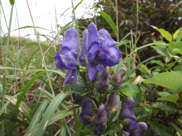 天山　秋の草花咲きはじめる_a0206345_1818259.jpg