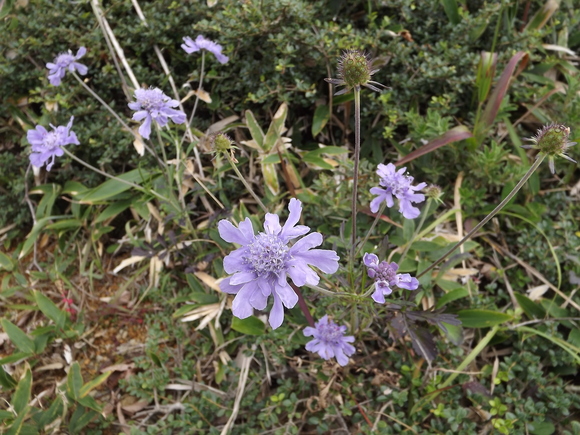 天山　秋の草花咲きはじめる_a0206345_1841578.jpg