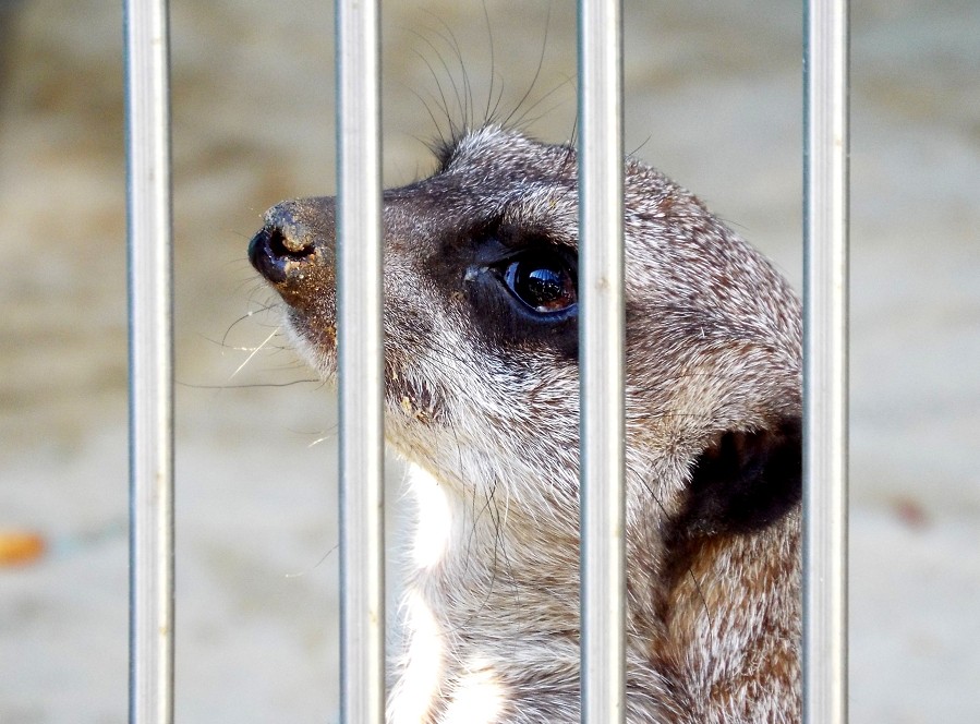 　　和歌山公園動物園_b0093754_15325575.jpg
