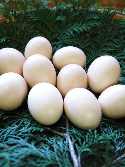 山暮らしの醍醐味!!むかご、アケビ、やまぼうしの果実・・・秋の味覚が盛りだくさんです!_a0254656_18324190.jpg