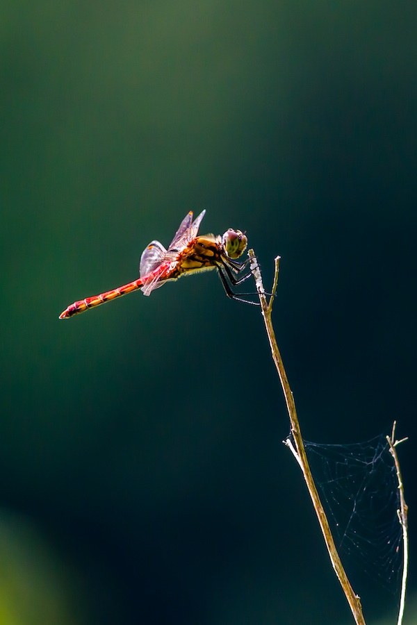 とんぼがえり タカサレ