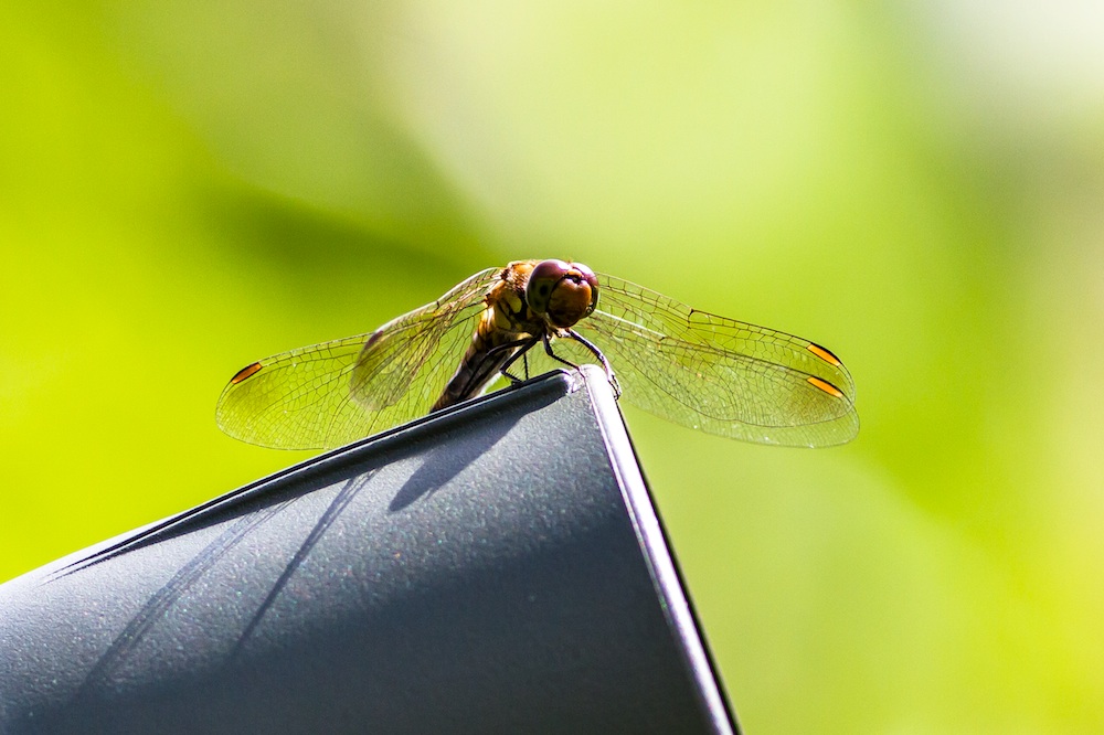 とんぼがえり タカサレ