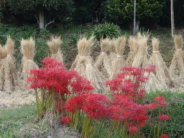 彼岸会と嵯峨野散歩_b0044663_2328996.jpg