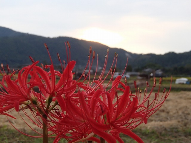 彼岸会と嵯峨野散歩_b0044663_23295877.jpg