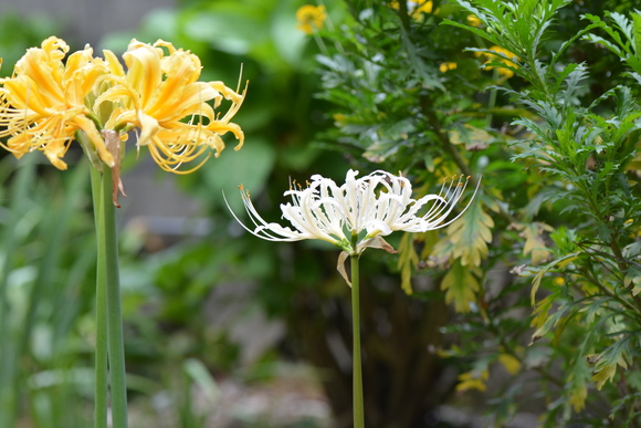 秋の風と白い彼岸花、_b0267163_14514271.jpg