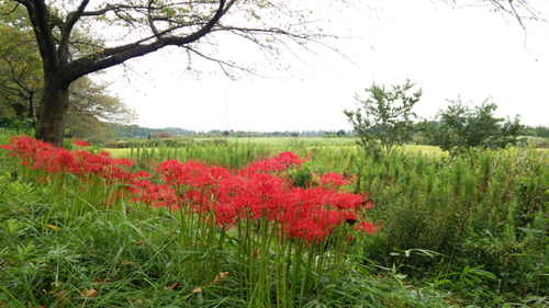 見沼の彼岸花_c0064678_11454179.jpg