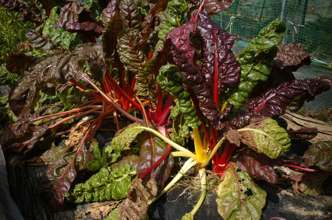 f0124378_22301349.jpg