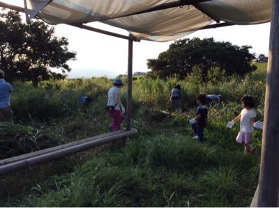 はらっぱの会・蛍園の掃除_c0091679_994188.jpg