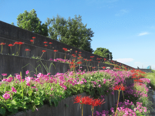 c0095679_173327100.gif