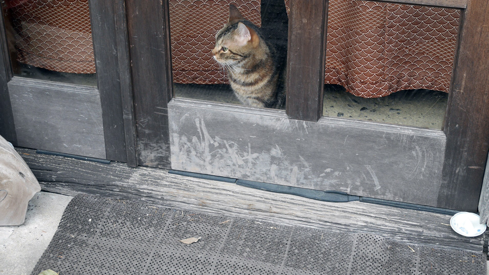 旧家内の猫_f0130879_2036145.jpg