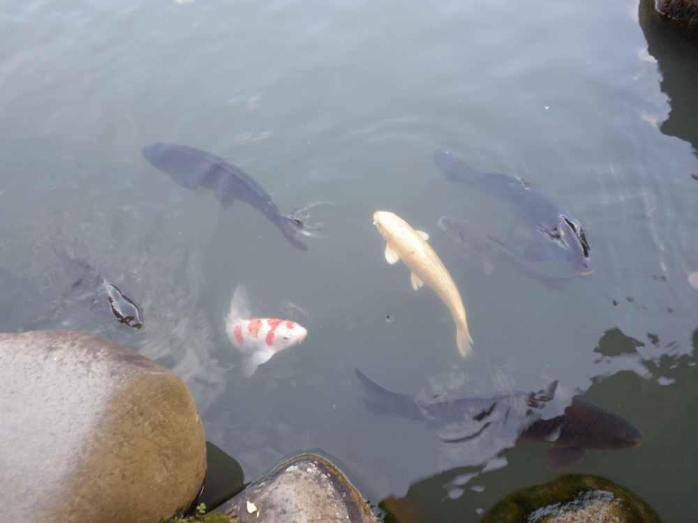 b0098881_2227729.gif