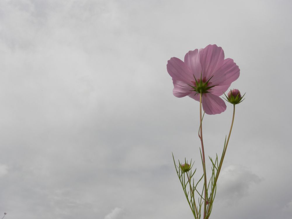 「小さい秋・・」 見っけ・・・。_b0329588_09383439.jpg