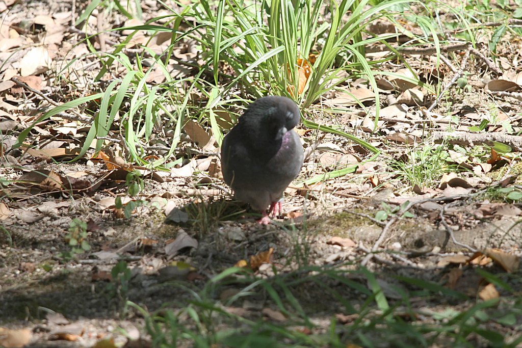 明石公園　2014.09.21　両足君なんとかやってます_b0174191_16531711.jpg