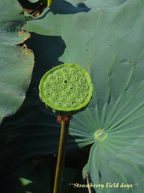 初秋の鎌倉散歩　　③鶴岡八幡宮_c0087094_17523382.jpg