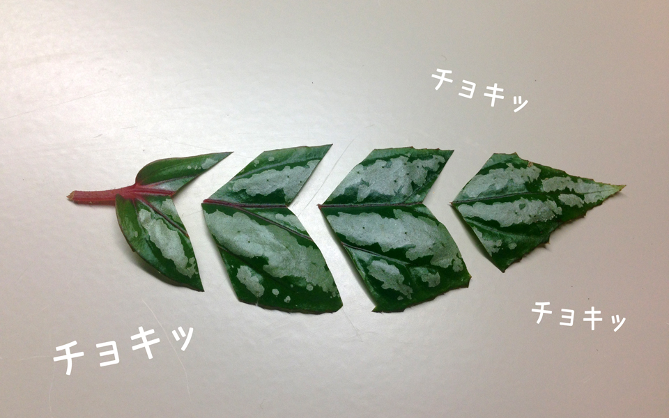 今日から始める楽しいベゴニアの葉挿し : 熱帯雨部屋 今日から始める楽しいベゴニアの葉挿し : 熱帯雨部屋