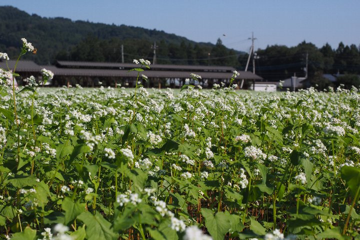a0268412_2220059.jpg