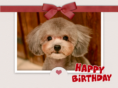 Happy Birthday♡エルフィ_d0060413_1023584.jpg