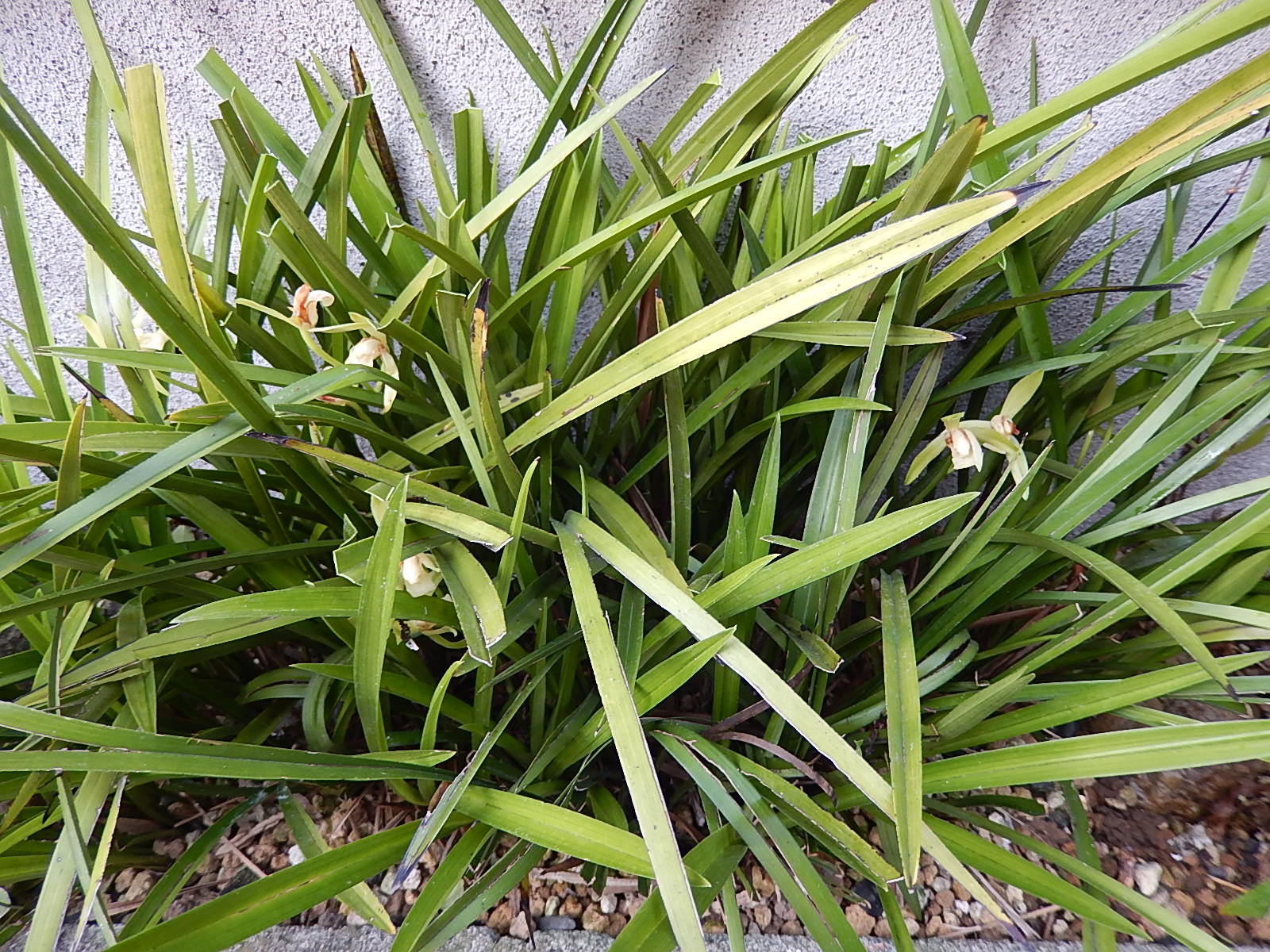 鉄骨素心蘭_d0000324_1031161.jpg