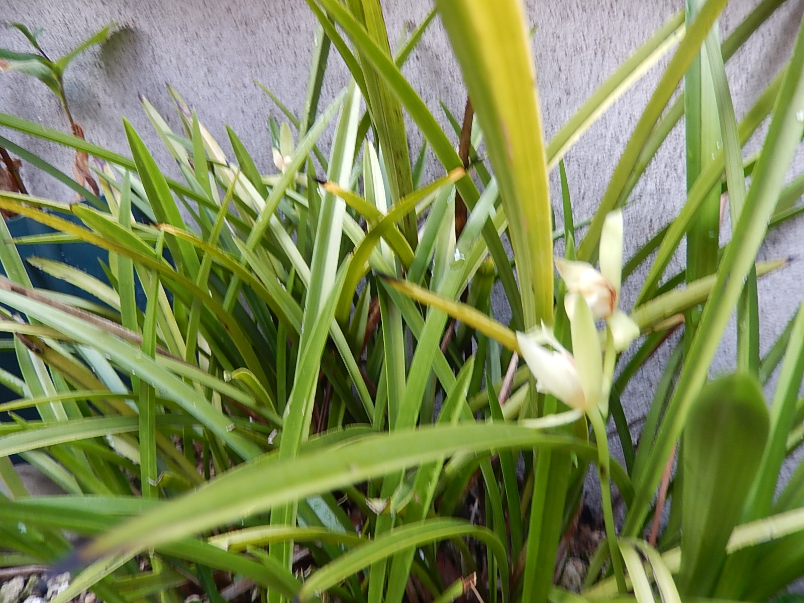 鉄骨素心蘭_d0000324_1033293.jpg